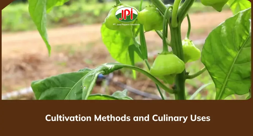 Cultivation Methods and Culinary Uses