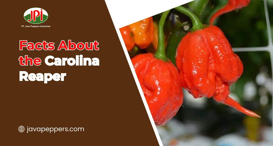 Facts About the Carolina Reaper