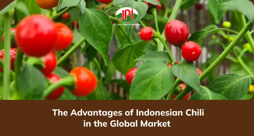 The Advantages of Indonesian Chili in the Global Market