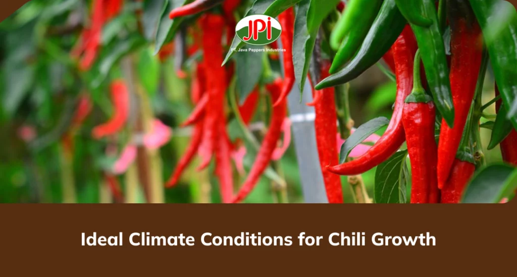 Ideal Climate Conditions for Chili Growth