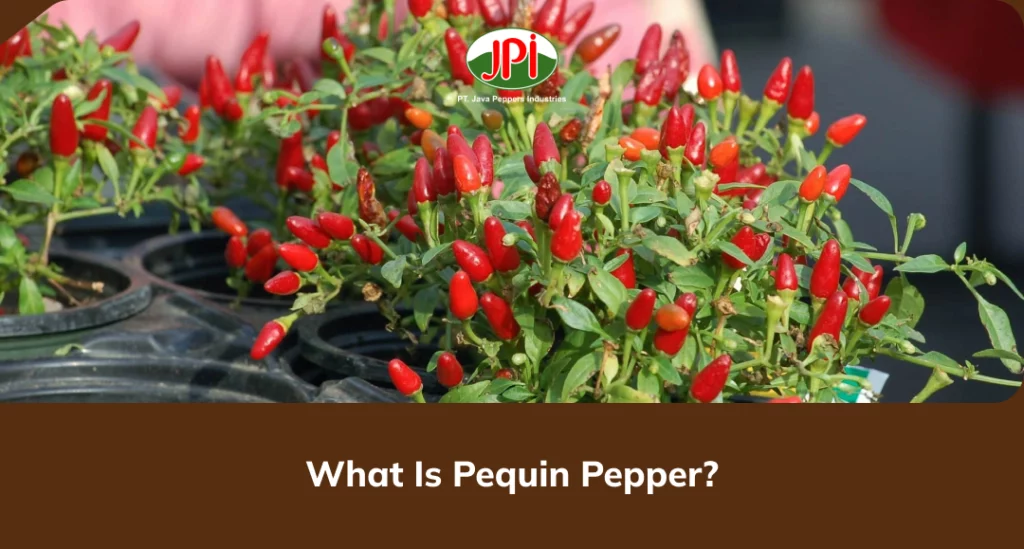 What Is Pequin Pepper