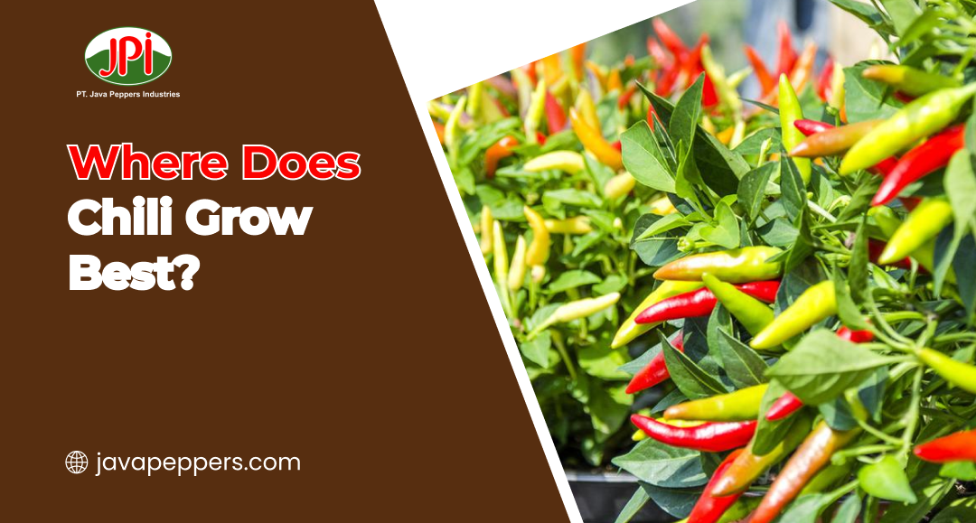 Where Does Chili Grow Best?