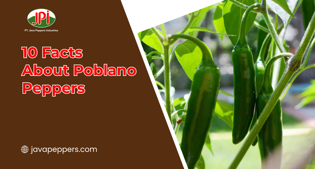 10 Facts About Poblano Peppers
