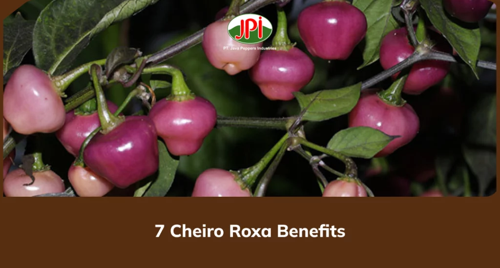7 Cheiro Roxa Benefits
