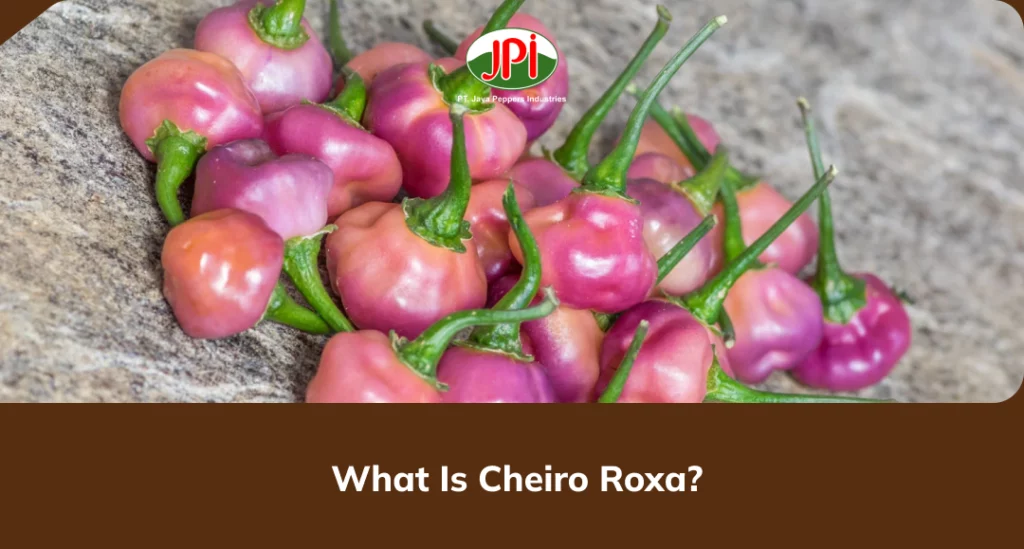 What Is Cheiro Roxa