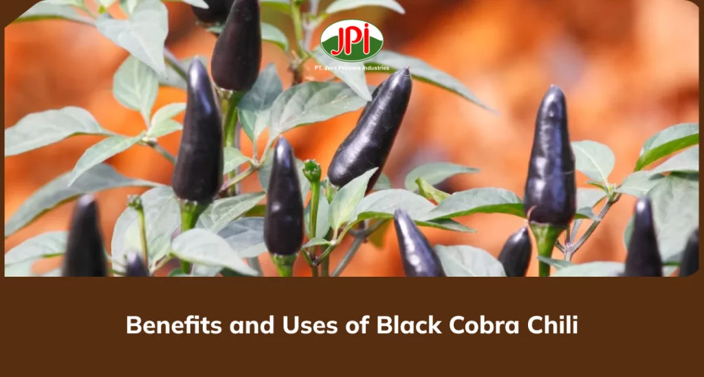 Benefits and Uses of Black Cobra Chili