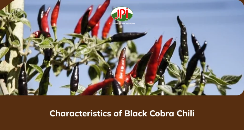 Characteristics of Black Cobra Chili
