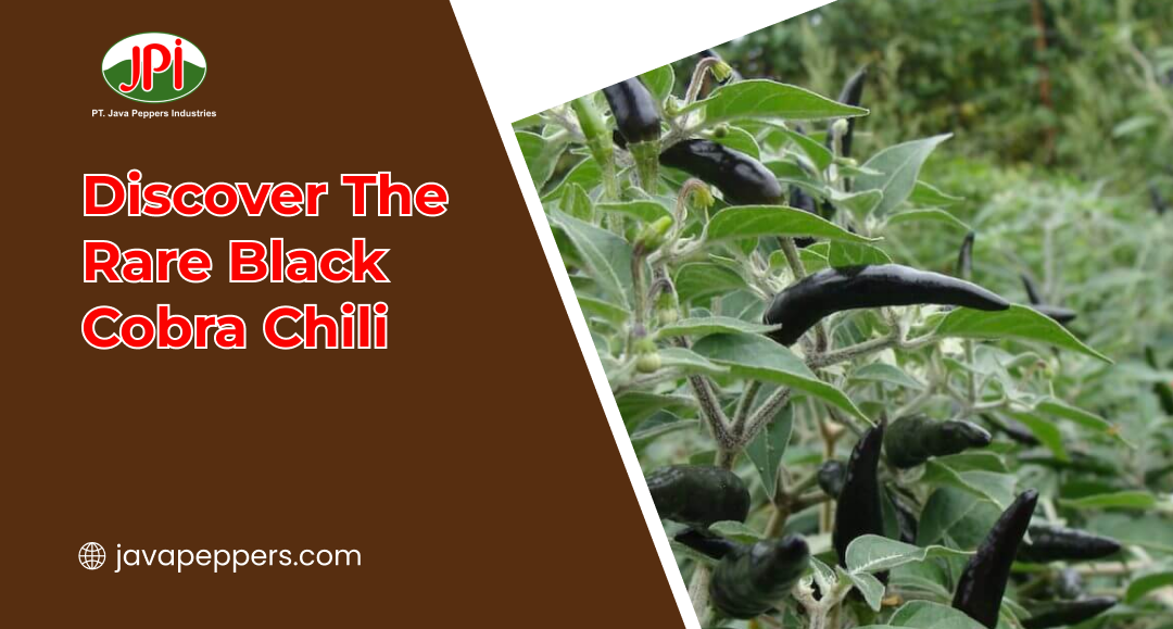 Discover The Rare Black Cobra Chili