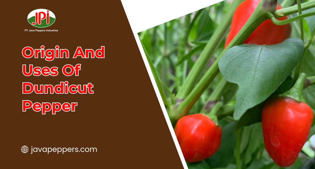 Origin And Uses Of Dundicut Pepper