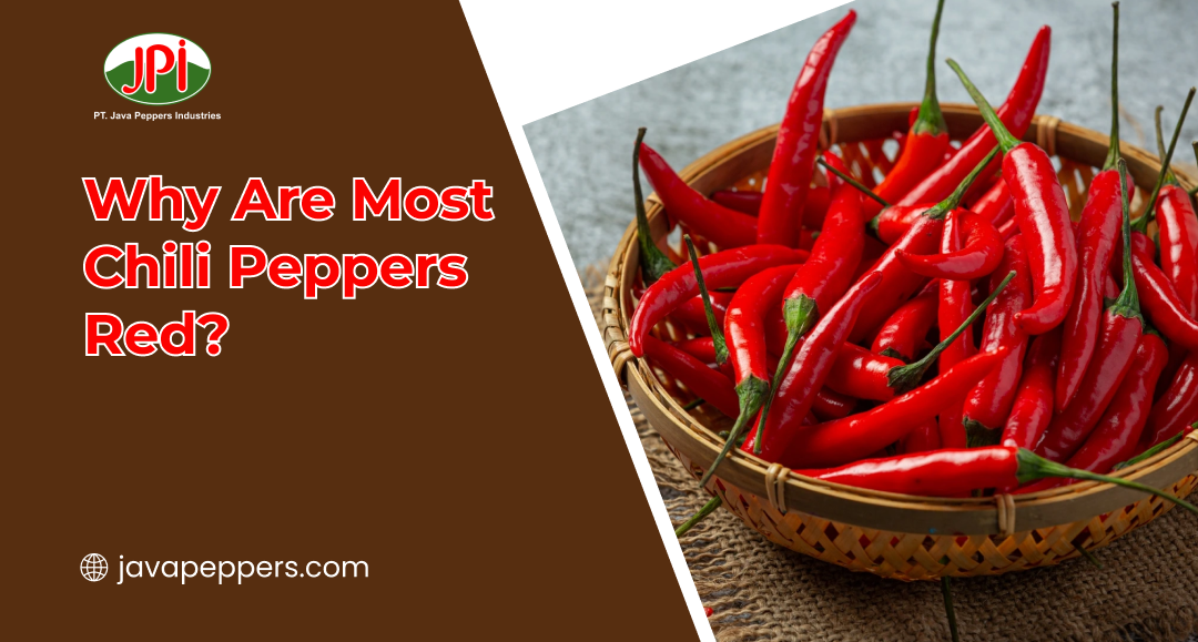 Why Are Most Chili Peppers Red?