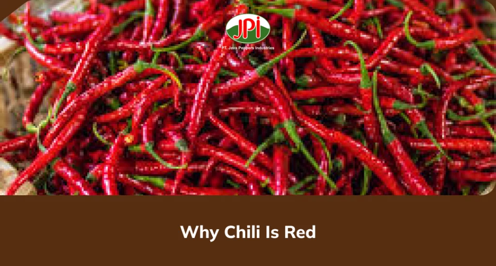 Why Chili Is Red