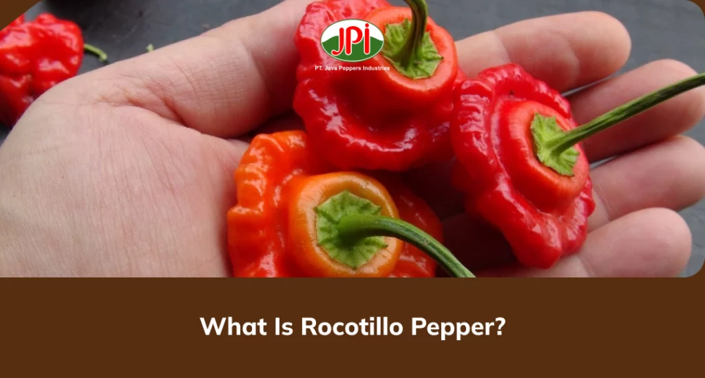 What Is Rocotillo Pepper
