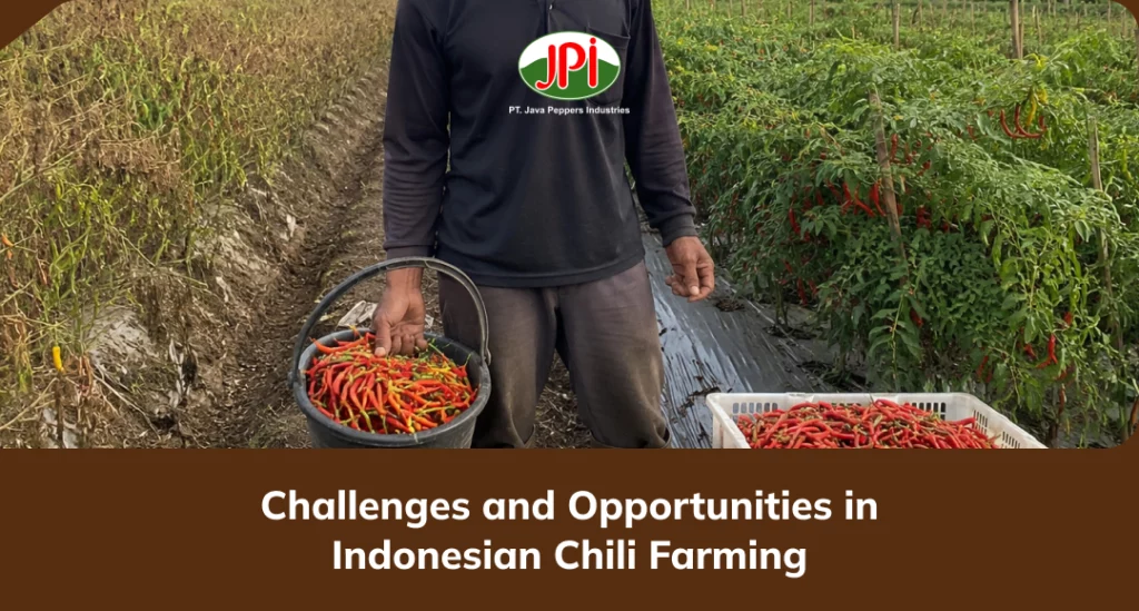 challenges_and_opportunities_in_indonesian_chili_farming