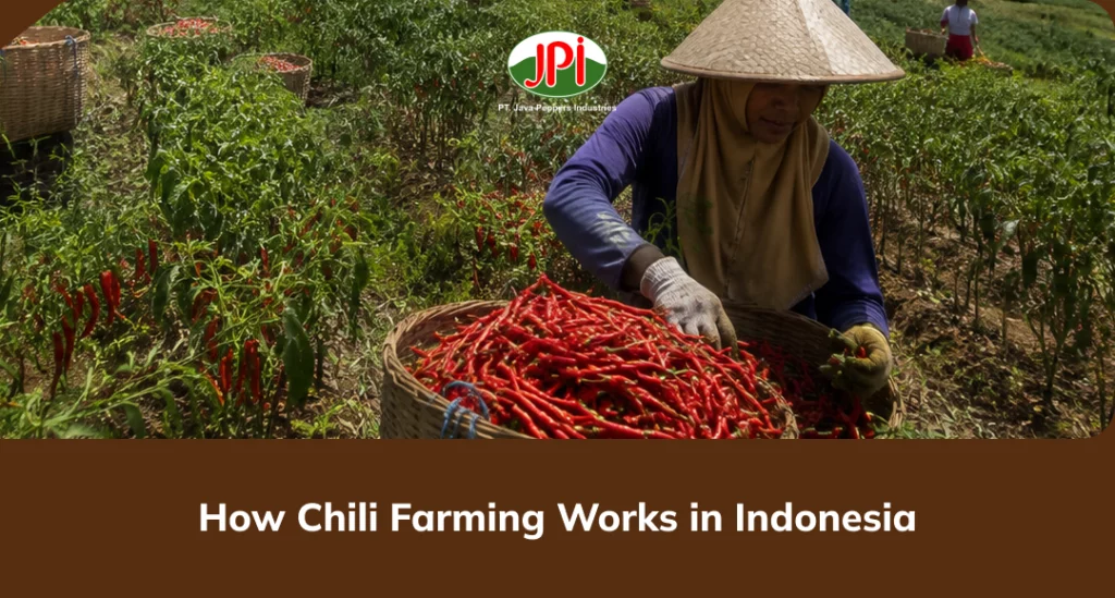 how_chili_farming_works_in_indonesia
