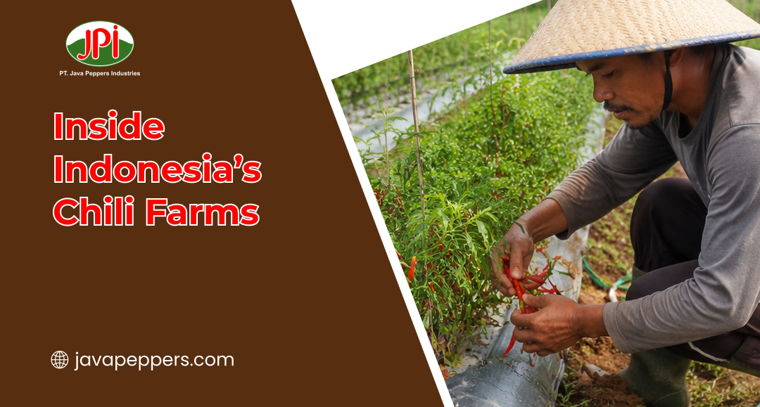 Inside Indonesia’s Chili Farms