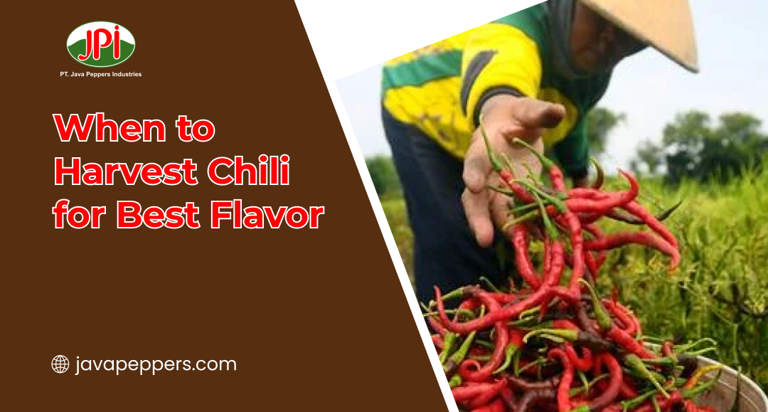 When to Harvest Chili for Best Flavor