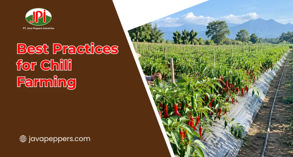 Best Practices for Chili Farming