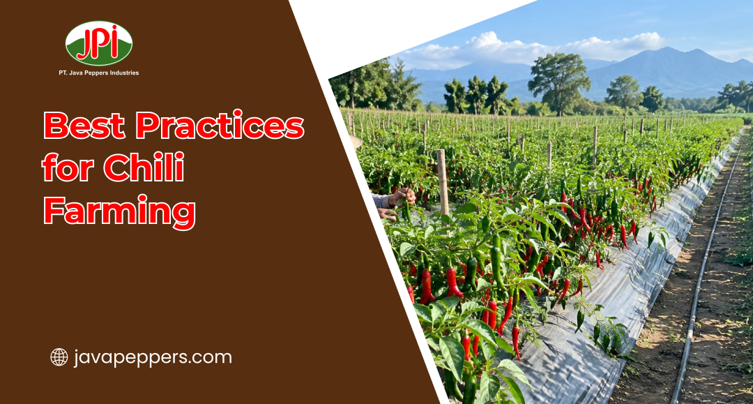 Best Practices for Chili Farming