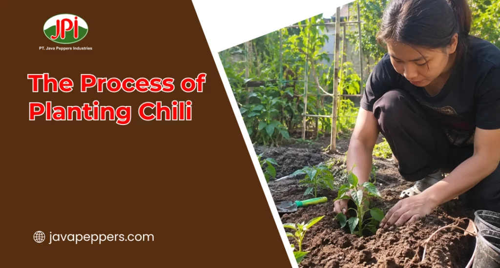 The Process of Planting Chili
