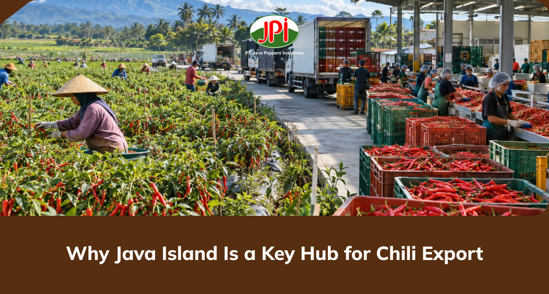 why_java_island_is_a_key_hub_for_chili_export